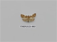 藏品(螟蛾226)的圖片